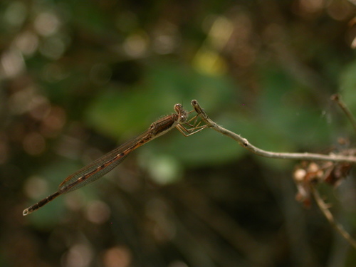 Sympecma fusca