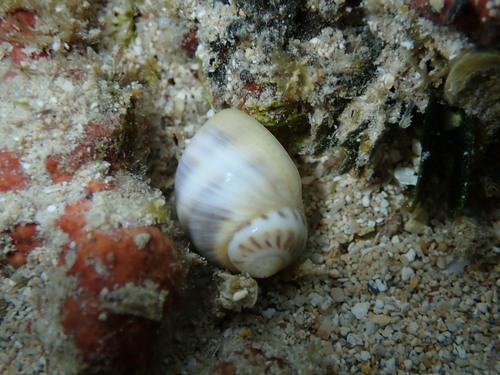 Natica gualteriana observed 2025-10-26