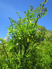 Chrysojasminum humile, photograph (c) Alice Shanks, some rights reserved (CC BY)