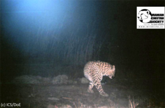 Panthera pardus tulliana