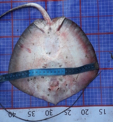 Maculabatis bineeshi