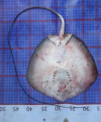 Maculabatis bineeshi