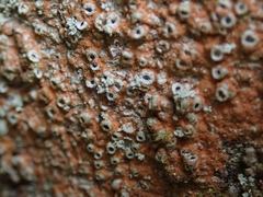 Thelotrema