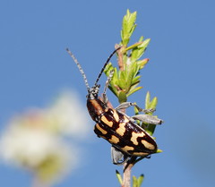Mecynodera coxalgica