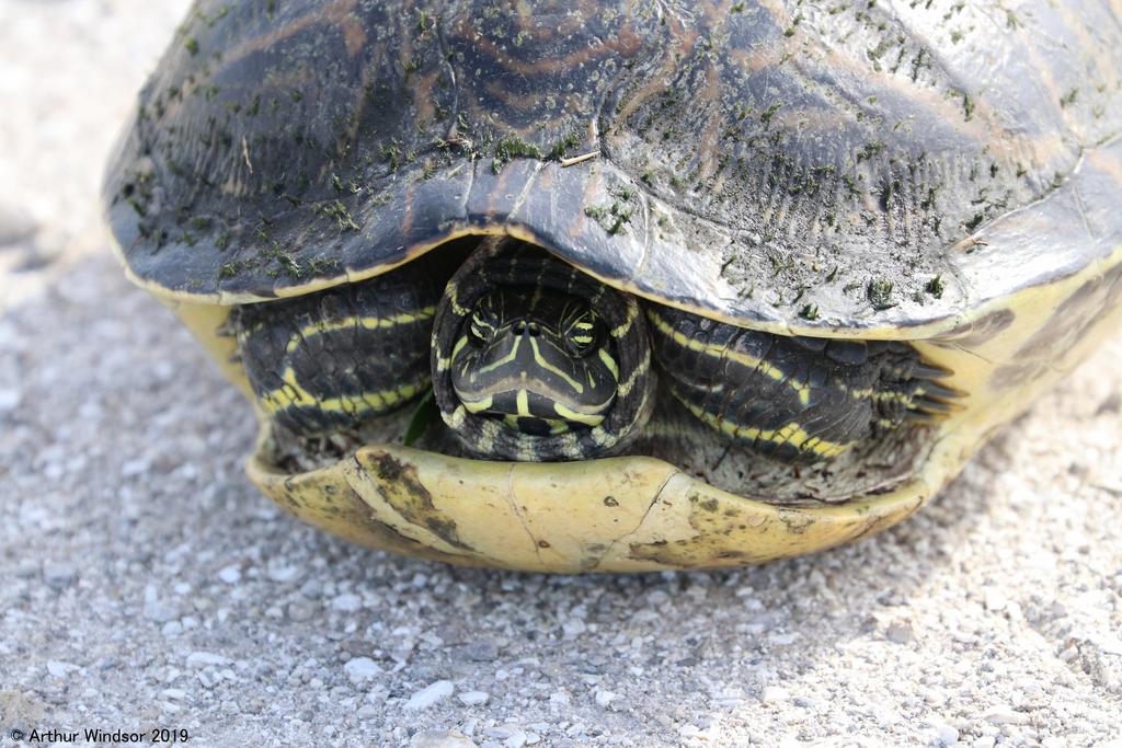 Peninsula Cooter