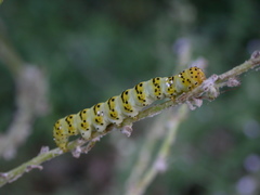 Cucullia lychnitis