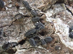 Opegrapha