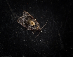 Asthenoptycha