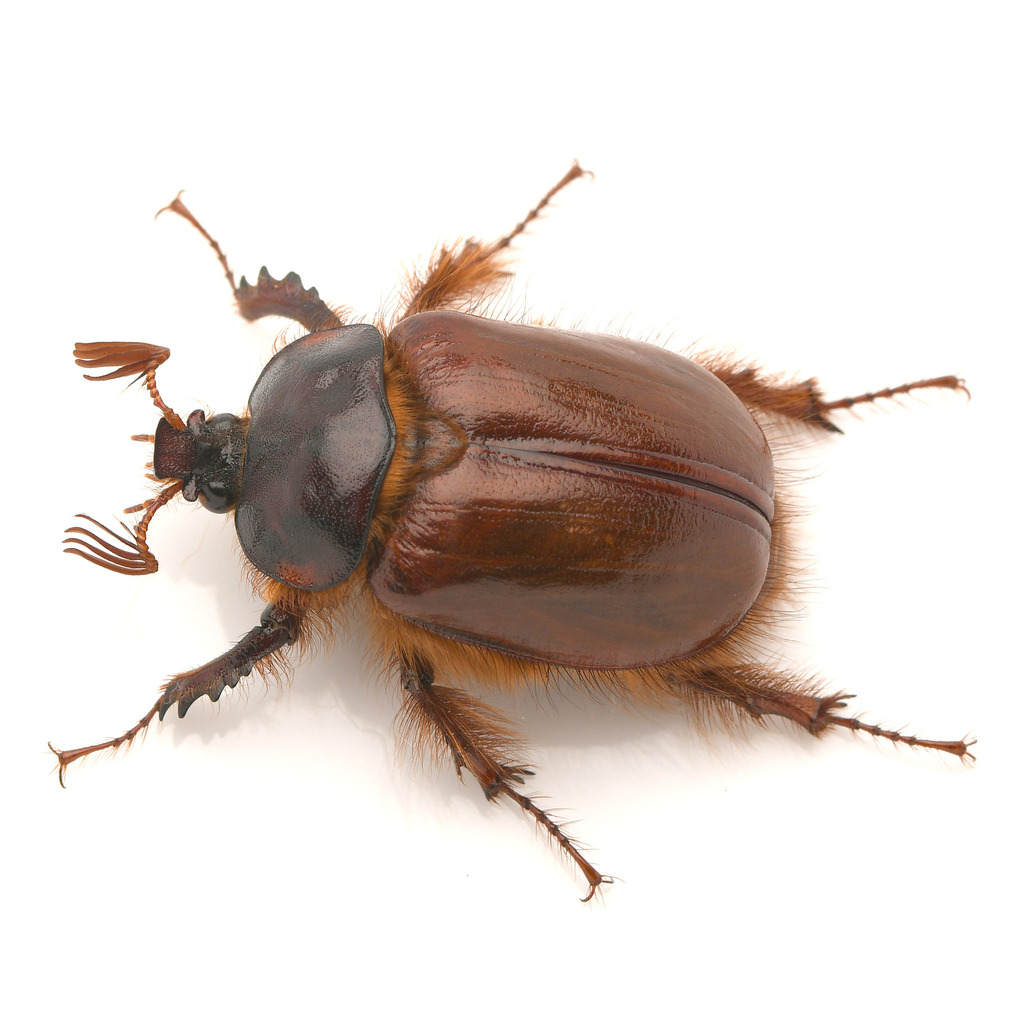 Pleocoma simi