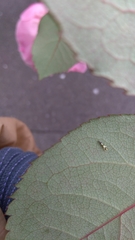 Aguriahana triangularis