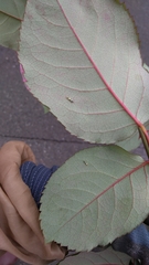 Aguriahana triangularis