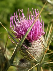Cirsium tenoreanum