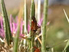 Adelphocoris vandalicus