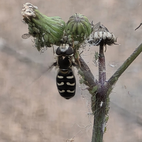 Unknown species found near Orchard Dr @ 2641 S, Bountiful, UT 84010, USA