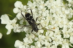 Chlorophorus sartor