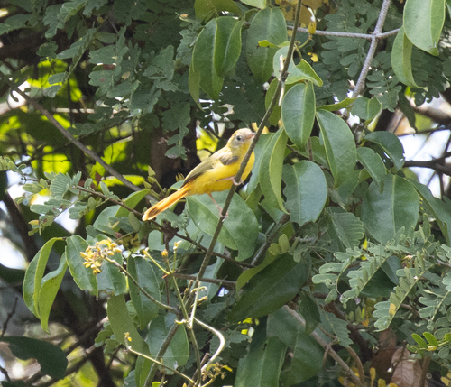 Livingstone's Flycatcher (Erythrocercus livingstonei)