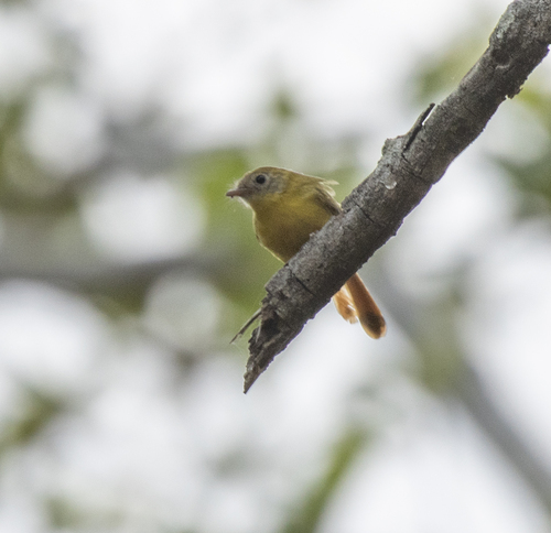 Livingstone's Flycatcher (Erythrocercus livingstonei), photo 8
