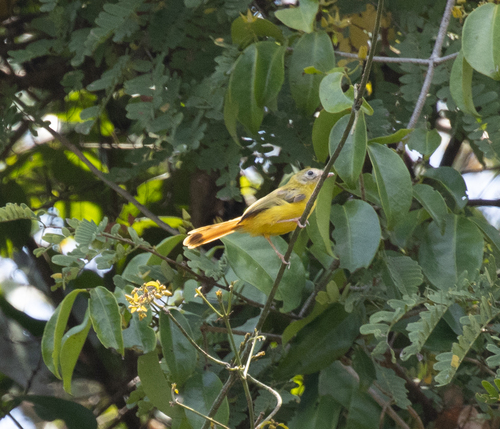 Livingstone's Flycatcher (Erythrocercus livingstonei), photo 2