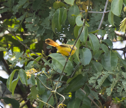 Livingstone's Flycatcher (Erythrocercus livingstonei), photo 7