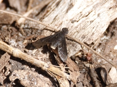 Anthrax opacus