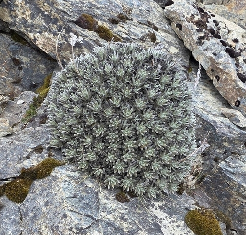Hadfield's Rock Daisy (Celmisia macmahonii)