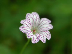 Geranium versicolor