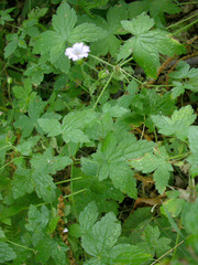 Geranium versicolor