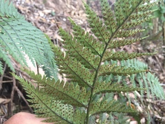 Polystichum neozelandicum neozelandicum