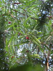 Podocarpus grayae