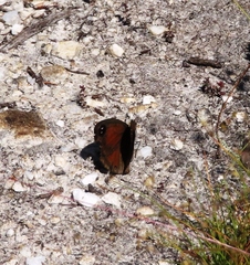 Pseudonympha hippia