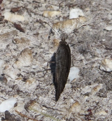 Pseudonympha hippia