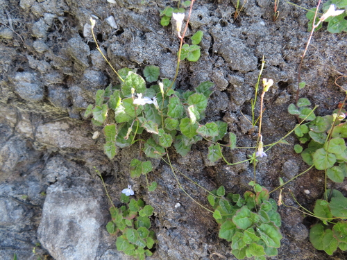 Image of Lobelia dasyphylla by (c) linkie, some rights reserved (CC BY)