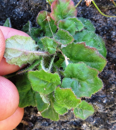 Image of Lobelia dasyphylla by (c) linkie, some rights reserved (CC BY)