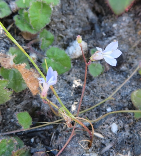 Image of Lobelia dasyphylla by (c) linkie, some rights reserved (CC BY)