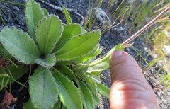 Mairia purpurata