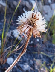 Mairia purpurata