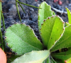 Mairia purpurata