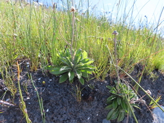Mairia purpurata