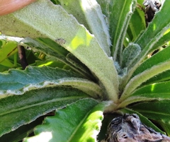 Mairia purpurata