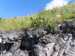 Hermas ciliata