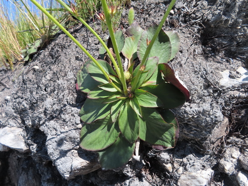Image of Hermas ciliata by (c) linkie, some rights reserved (CC BY)