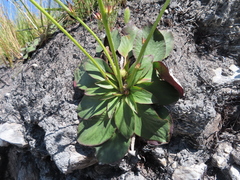 Hermas ciliata