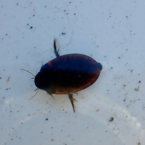 Agabus conspicuus