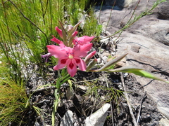 Gladiolus crispulatus
