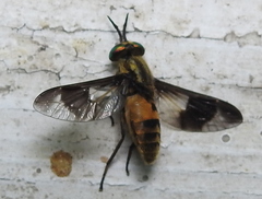 Chrysops viduatus