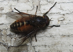 Tabanus bovinus
