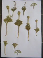 Media resource of Diphasiastrum tristachyum