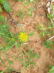 Hirpicium bechuanense