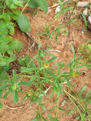 Hirpicium bechuanense