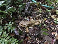 Bufo praetextatus